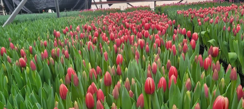 Тюльпани (детка) ОПТ