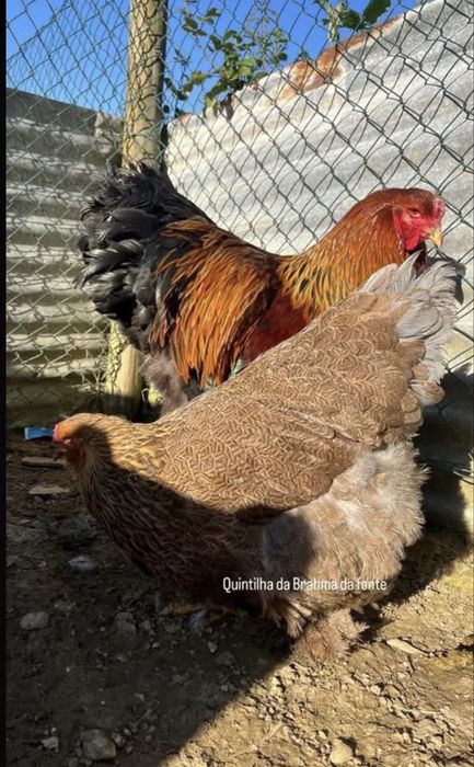 Brahma perdiz dourado / azul