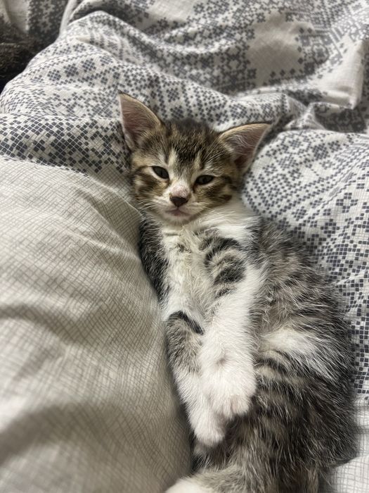 Віддам кошення в добрі руки