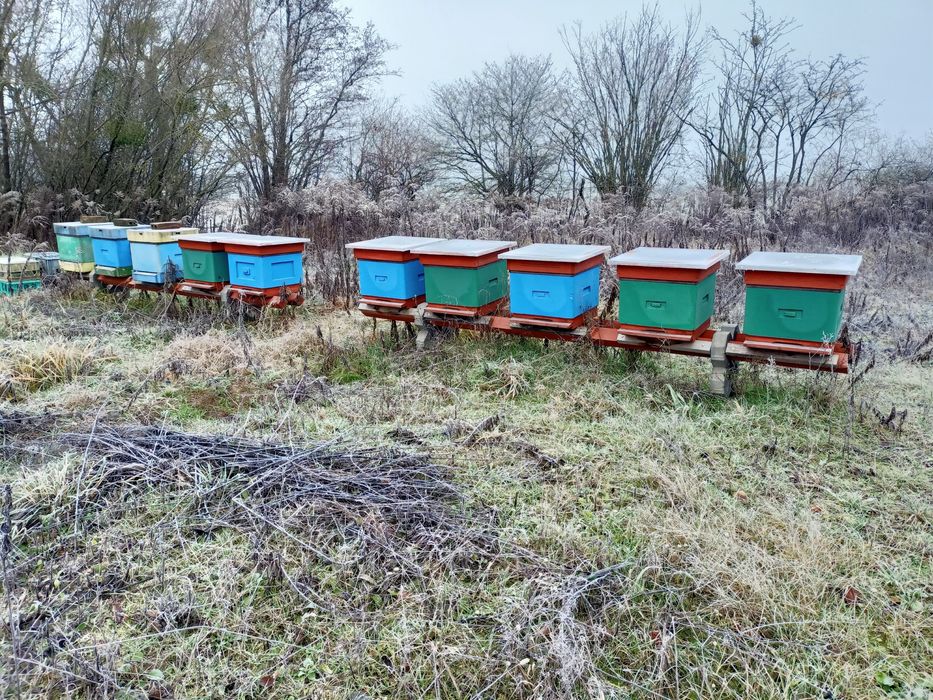 Pszczoły, Rodziny pszczele