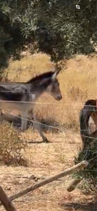 Burro Miniatura