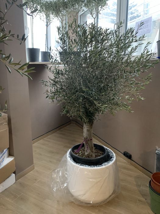 Оливкове дерево   Бонсай 1,70