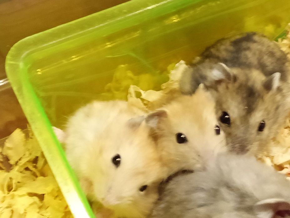 Chomiki Dżungarskie młode na sprzedaż