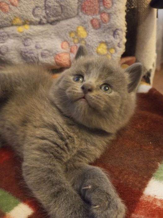 чистокровные шотландские котята