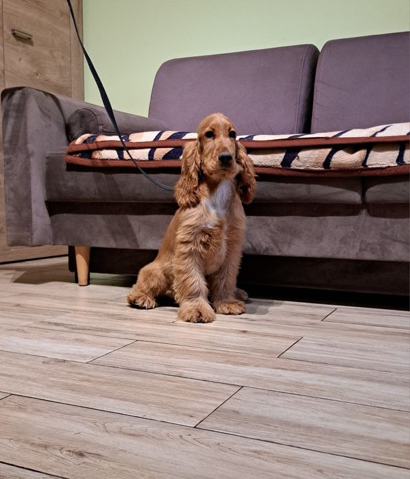 Cocker spaniel angielski piesek