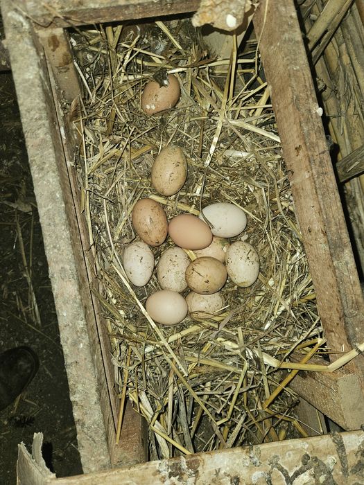Ovos caseiros para venda