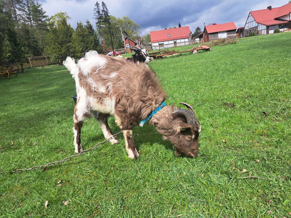 Młode kózki na sprzedaż