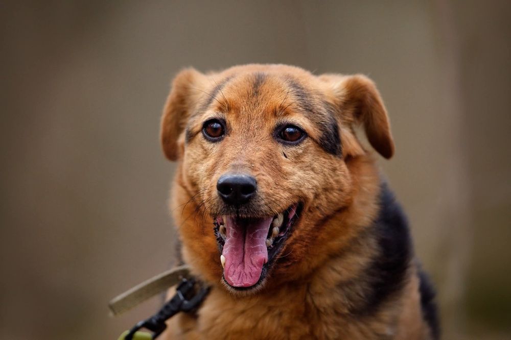 Ozi, maly spokojny piesek do adopcji