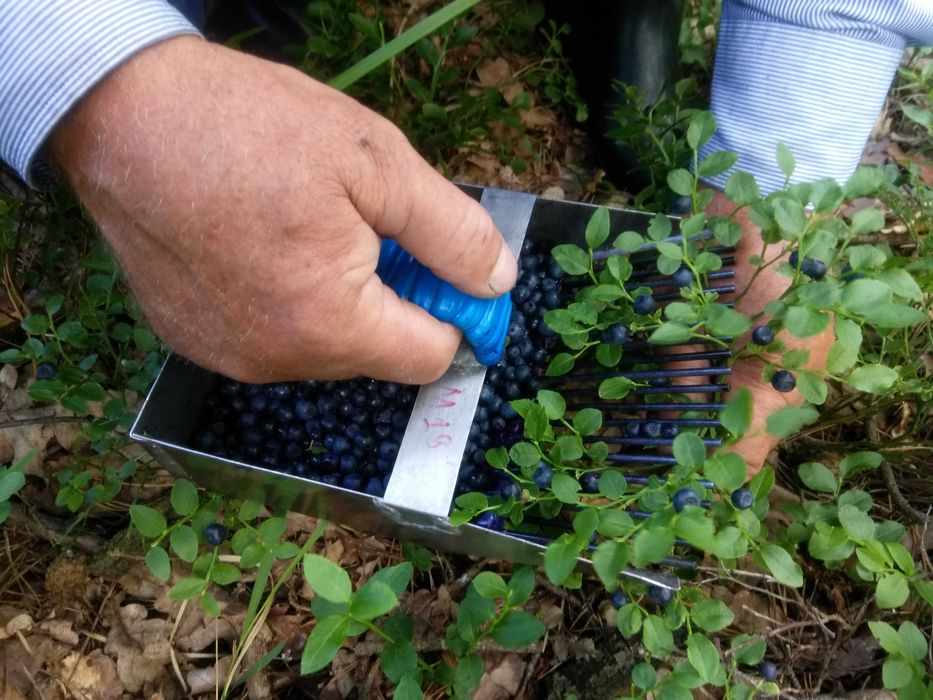 Гребінка/комбайн/зберунець для збору чорниці