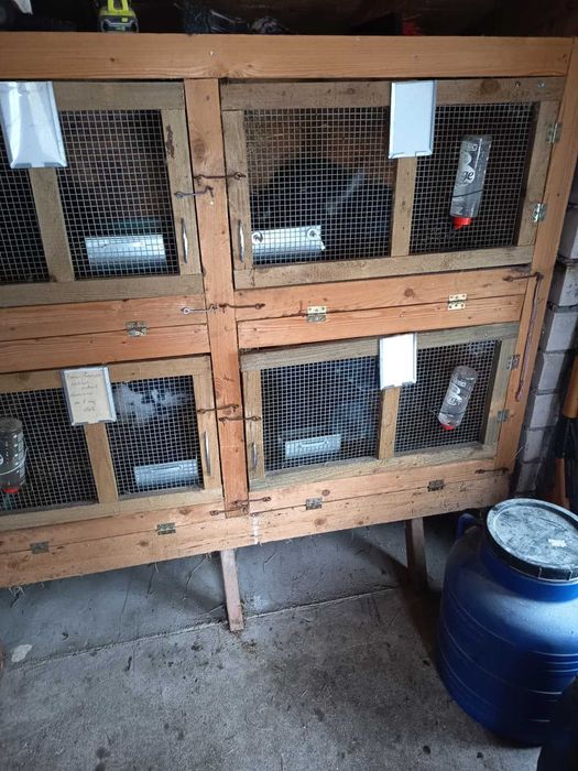 Króliki Baran Francuski