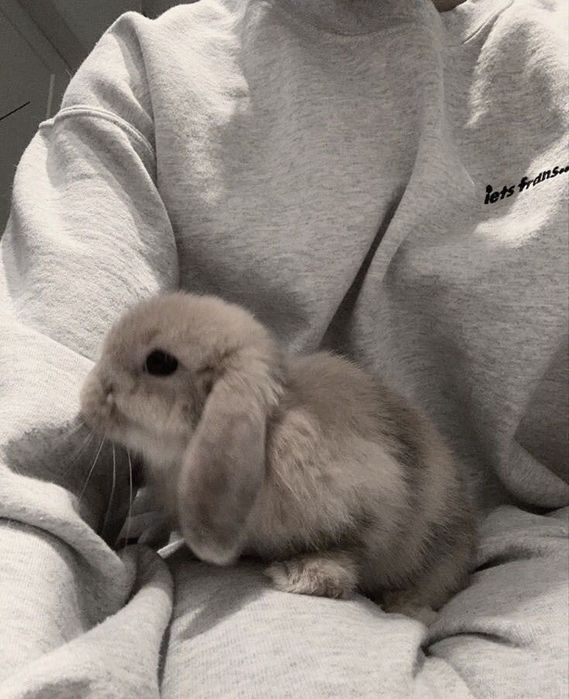 Декоративные кролики белого окраса