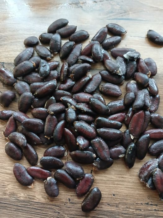 Насіння азимини пріма12 16