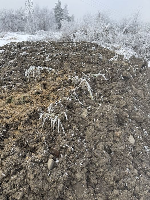 Oddam ziemie za darmo