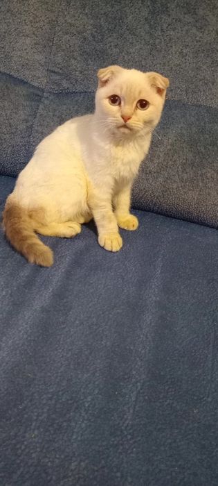 Шотландські кошенята,поїнд блю