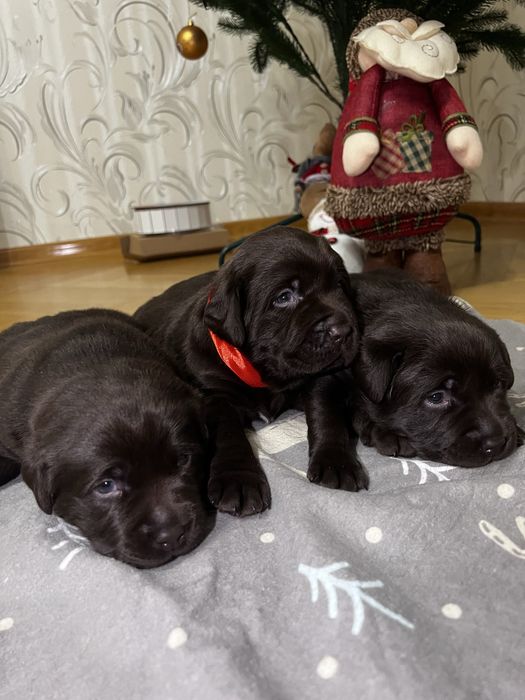 Цуценята лабрадор ретривер шоколад