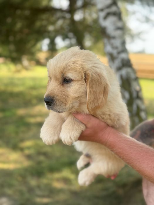 Szczeniak Golden retriever