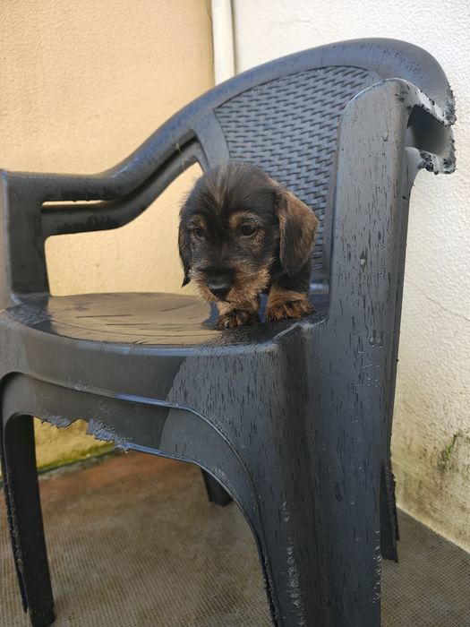 Teckel pêlo  cerdoso macho puro