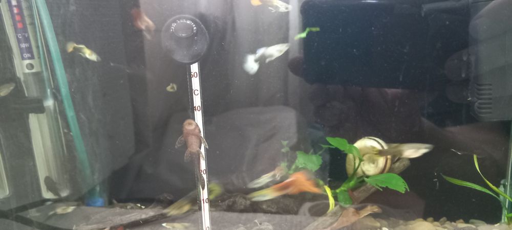 Акваріумні рибкии