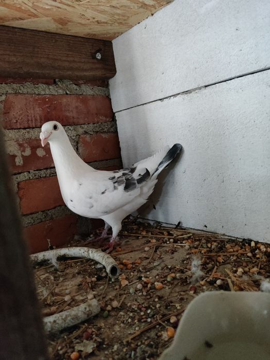 Gołębie Staropolskie, staropolska