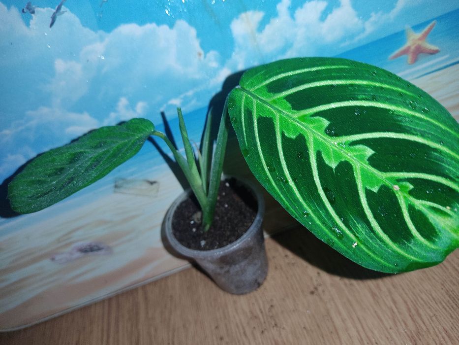 Калатея , монстера альба, строманта, аглонема