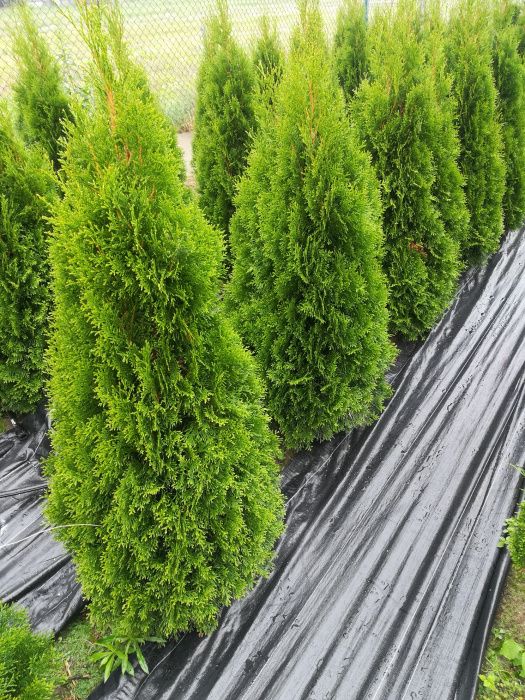 Tuje tuja szmaragd, żywotnik zachodni 1 metr 20 zł.