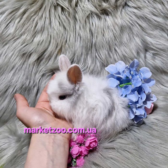 Продається кролик Lionhead | | 1 місяць | Мармуровий окрас