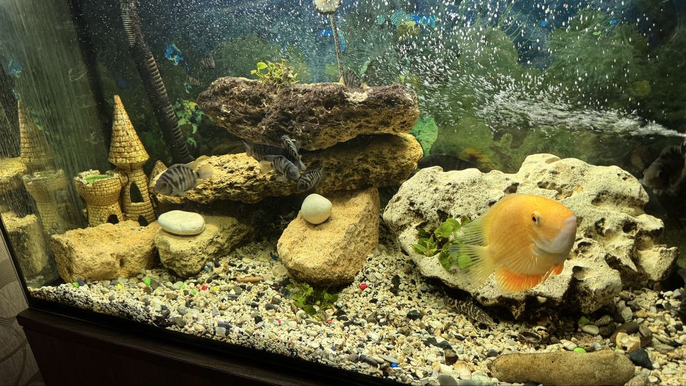 Продам аквариум 200 л