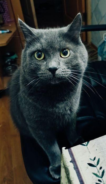 Отдам кота в хорошие руки