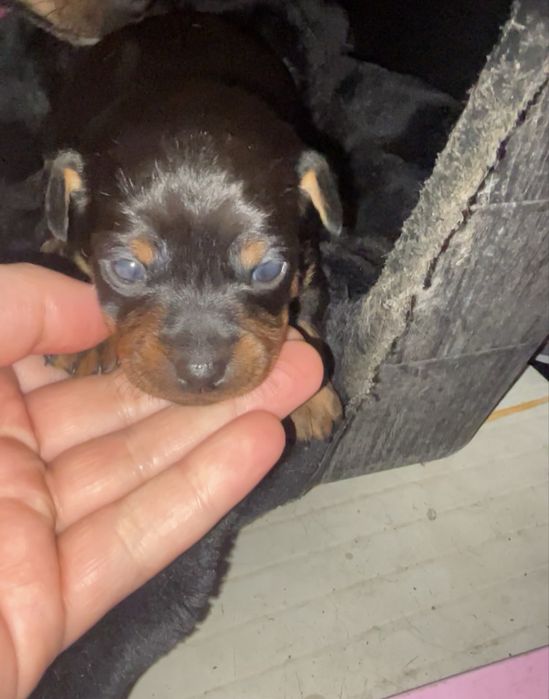 Cadeinha pinscher miniatura