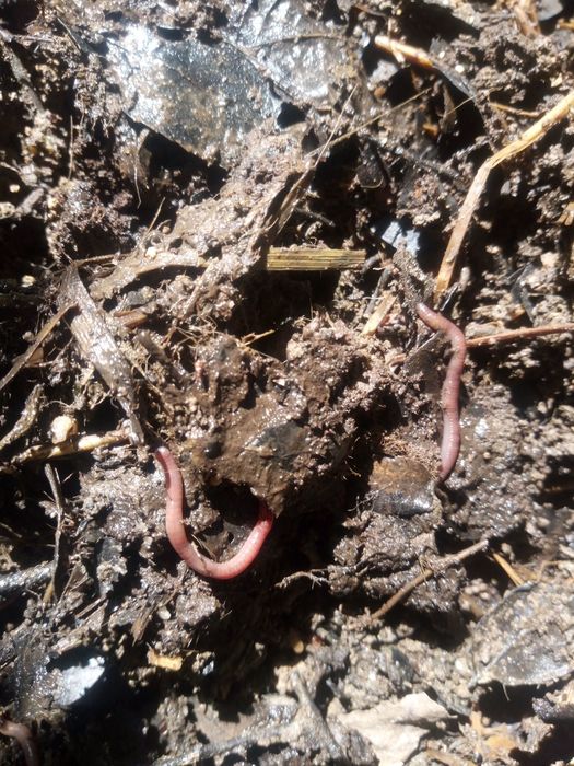 Minhocas para compostagem