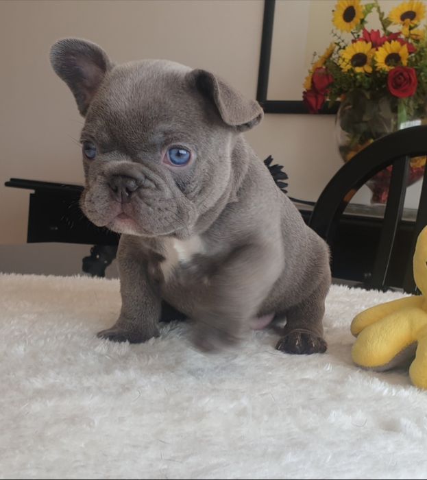 Bulldog Francês macho excelente genética