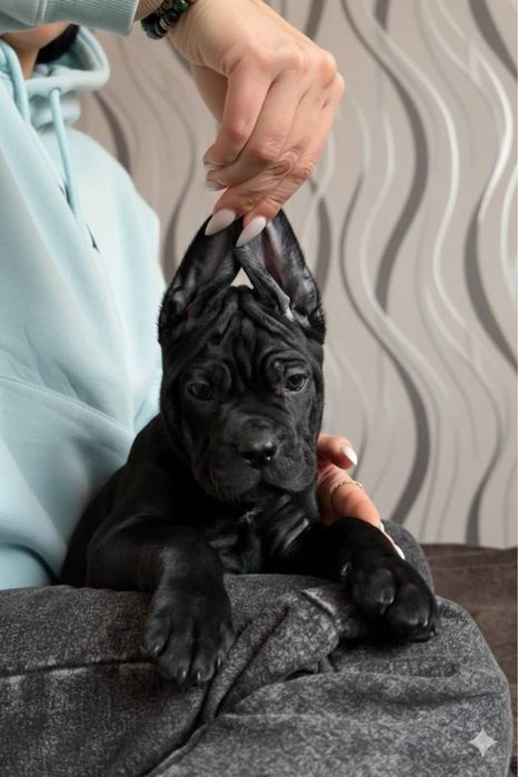 Сім Чорних Дівчаток Кане Корсо! З красивими, виразними головами! KCY