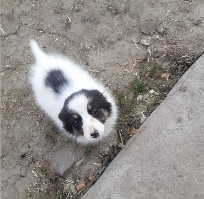 Віддам безкоштовно цуценят в хороші руки