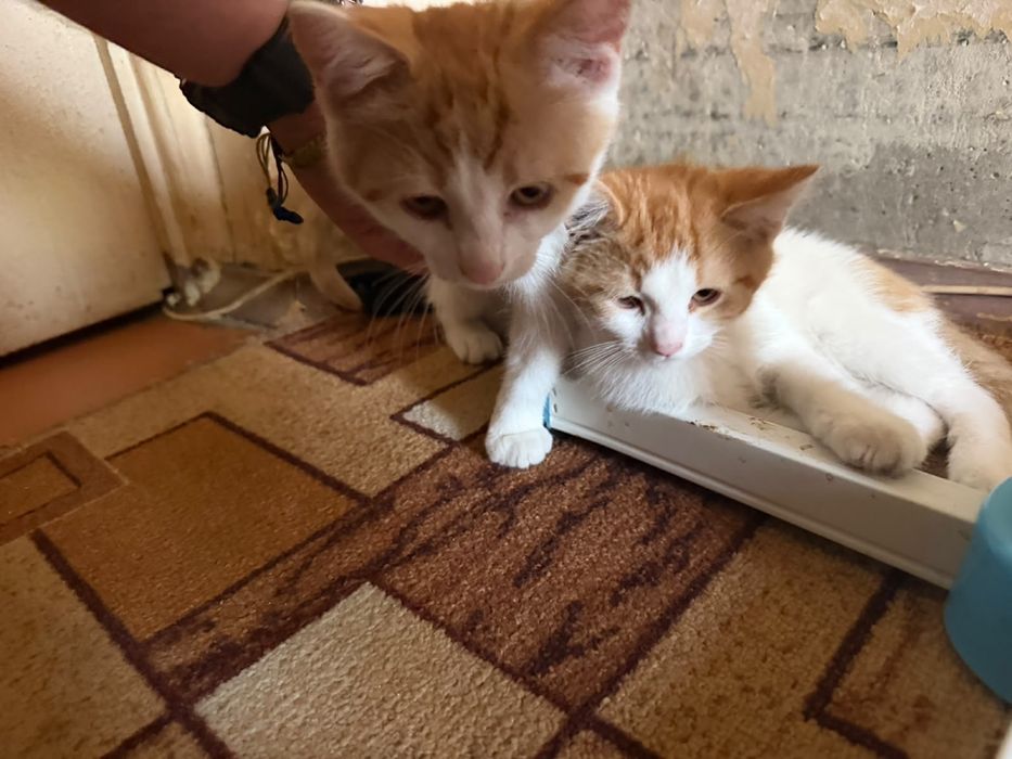 Котики безкоштовно