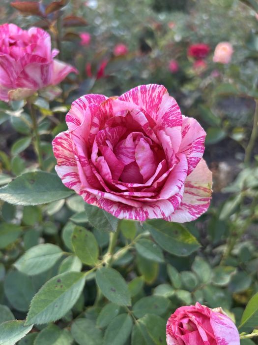 Набір троянд, 10 різних сортів 500грн