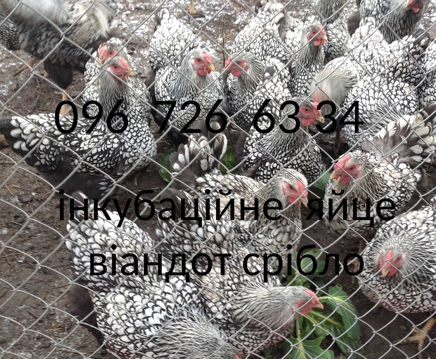 инкубационное яйцо курей виандот серебро віандот яйця на інкубацію