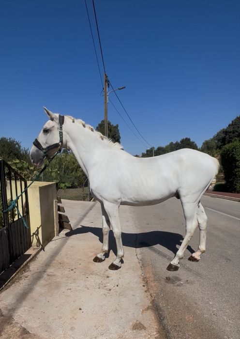 Cavalo mansinho montado e engatado