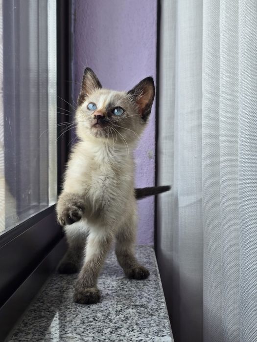 Sabrina, para adoção
