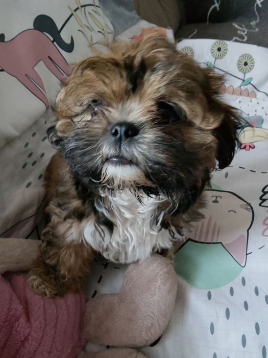 Shih tzu czekoladowa dziewczynka gotowa do odbioru