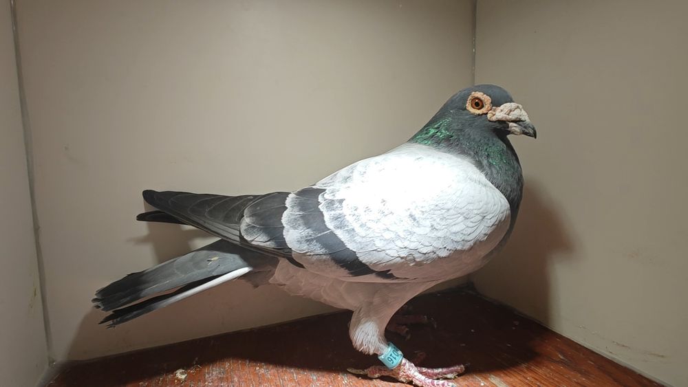 Sprzedam młode gołębie 2026