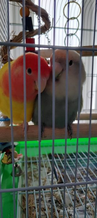 Casal de Agapornis