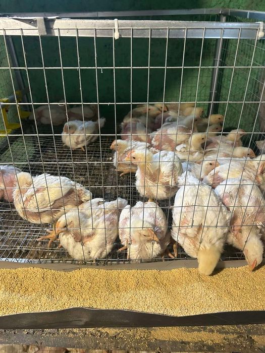 Продам бройлера,живой вес,тушки