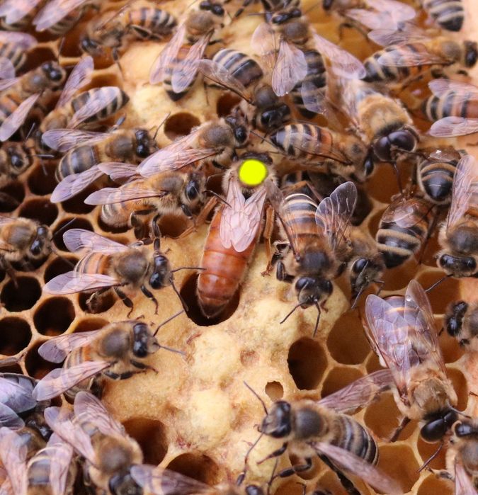 Матки Бакфаст В-200