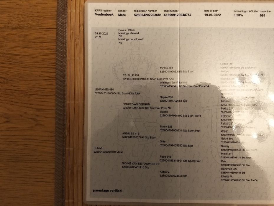 Piękna klacz rasy fryzjerski