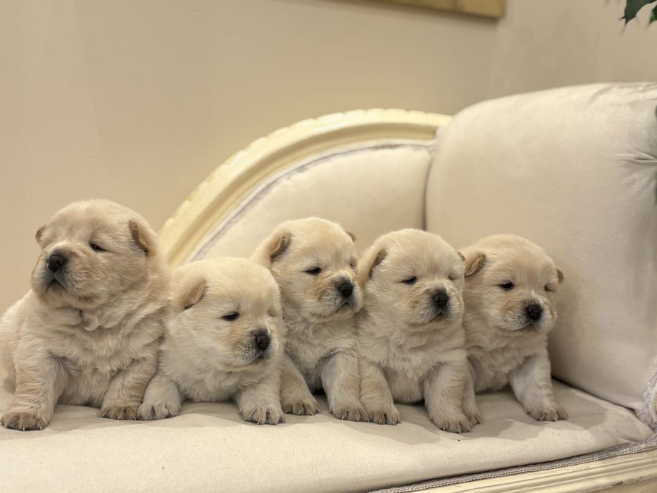 Chow chow rezerwacja piesków