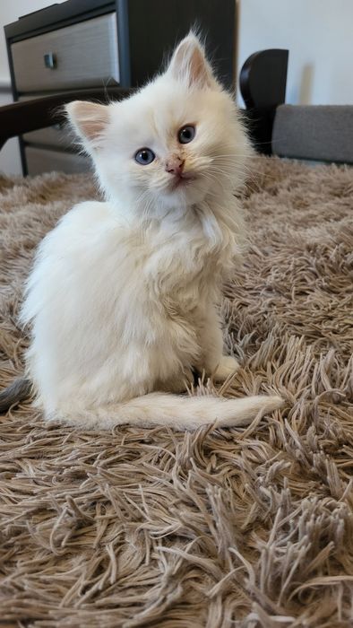 Невська маскарадна кошенята хлопчики Blue & Red Point
