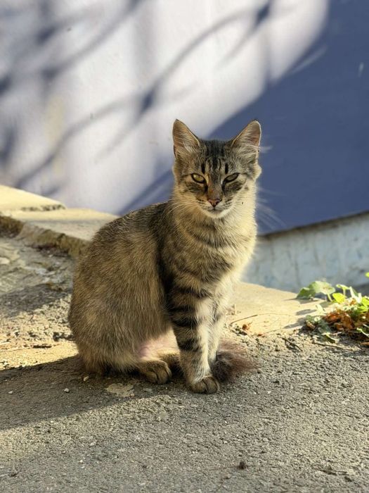 Кіт кішка кошеня котеня