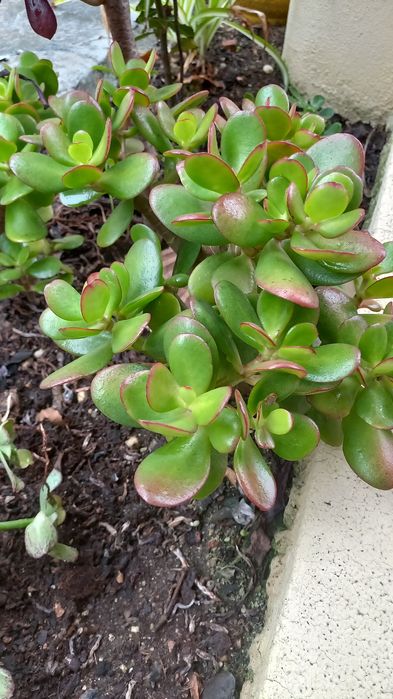 Planta de Jade bem enraizada
