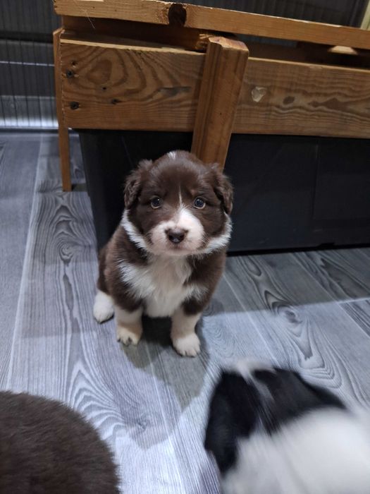 Suczka Border Collie czekoladowa ZKWP/FCI