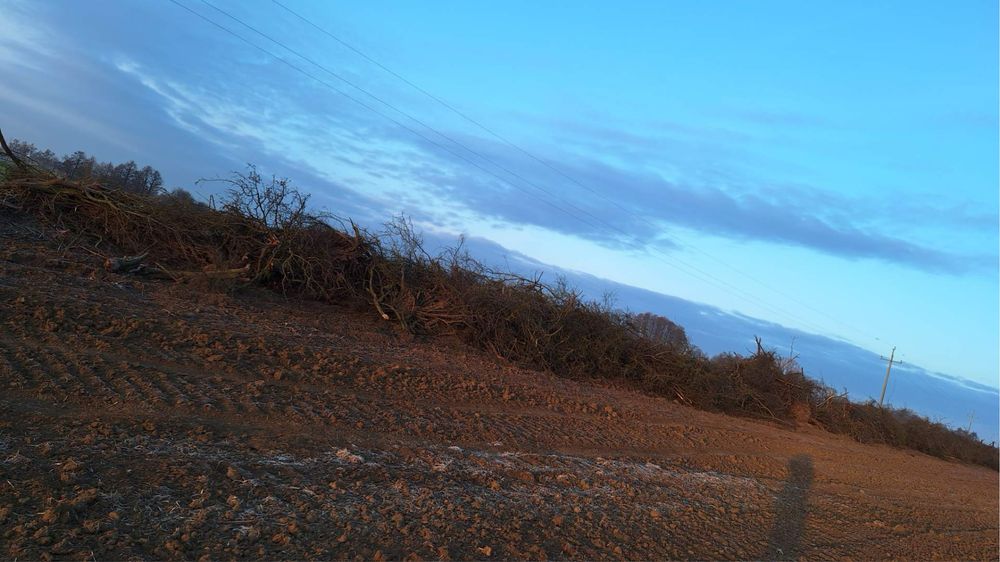 Drewno, gałezie, oddam